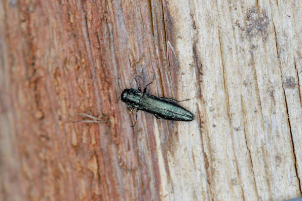 oak splendour beetle, also known as the oak buprestid beetle (agrilus) in its natural environment. a comon beetle. - cinza imagens e fotografias de stock