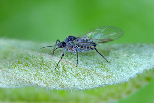 A winged, hairy aphid sitting on a leaf.