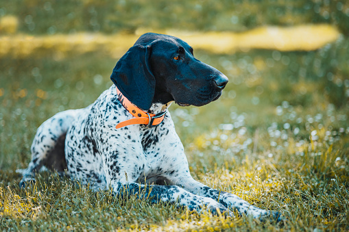 Dog with a red collar is lying in the grass. Young hunting dog