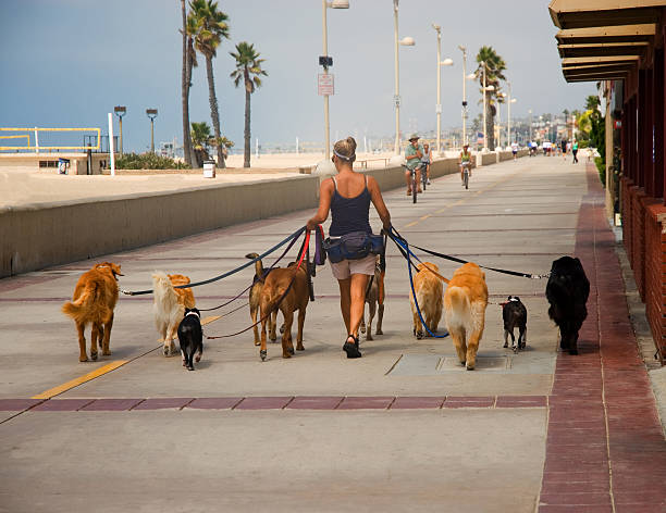 dogwalker ストックフォト