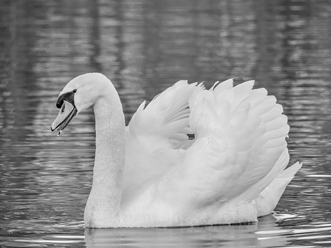 Swimming mute swan on a lake