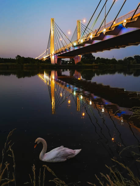 wielki biały łabędź pływający po rzece pod wielkim mostem milenijnym pełnym miejskich świateł - wroclaw traffic night flowing zdjęcia i obrazy z banku zdjęć