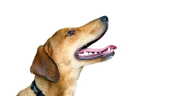 Portrait of dog making a funny face as if puking, isolated on pure white