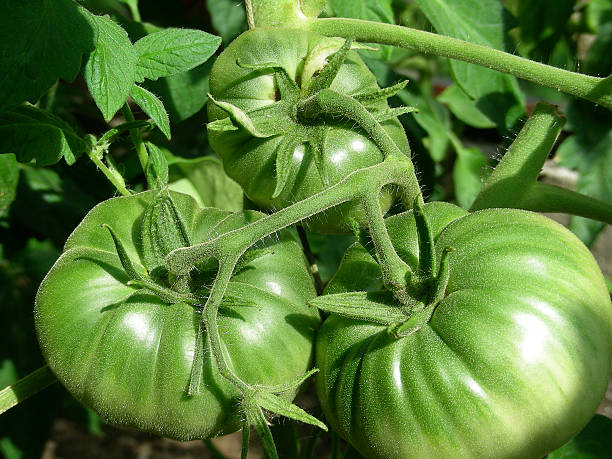 tomatoes stock photo