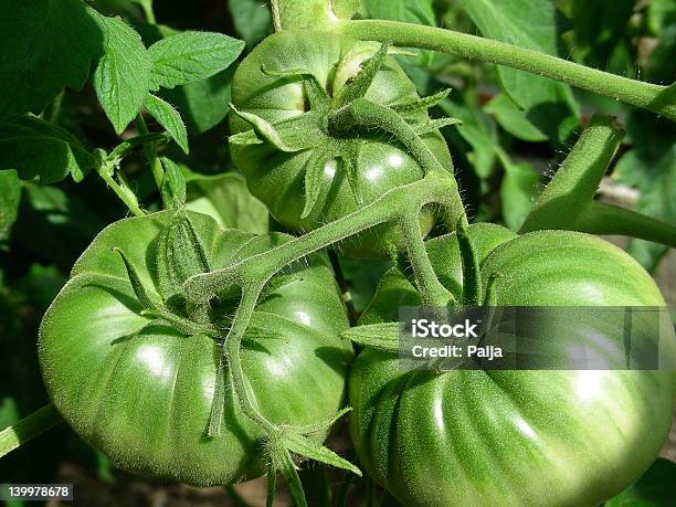 Tomatoes Stock Photo - Download Image Now - Agriculture, Bunch, Dieting