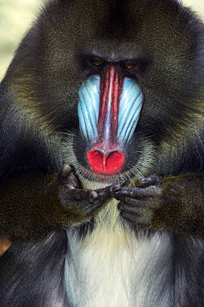 Mandrill Balancing 60+ Mandrill Faces Stock Photos, Pictures & Royalty-Free Images - iStock
