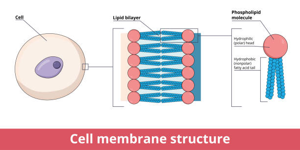 ilustrações de stock, clip art, desenhos animados e ícones de cell membrane structure represented by lipid bilayer - membrana celular