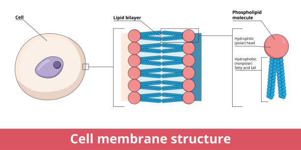 902 Cell Membrane Illustrations & Clip Art - iStock | Cytoplasm, Cell,  Insulation