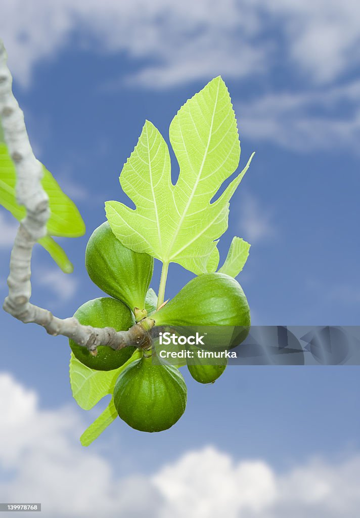 Fico ramo verde fresco in-the-sky - Foto stock royalty-free di Agricoltura