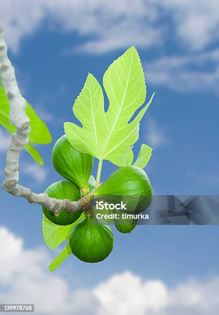 Fico Ramo Verde Fresco Inthesky - Fotografie stock e altre immagini di Agricoltura - Agricoltura, Aiuola, Albero