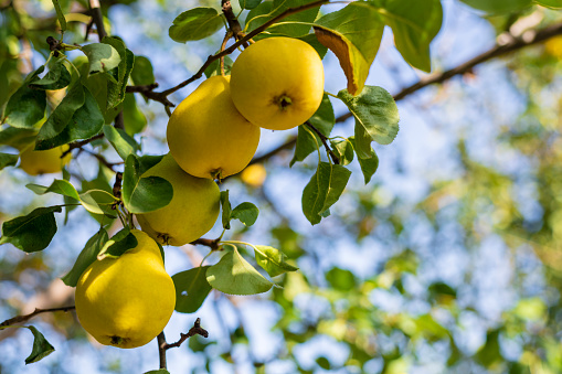 In the garden, yellow pears hang from a tree branch. Selective focus on a pear against a backdrop of beautiful bokeh, space for copying