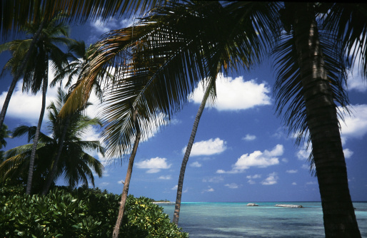 Palmtrees, tropical beach: Kuredu, Maldives.