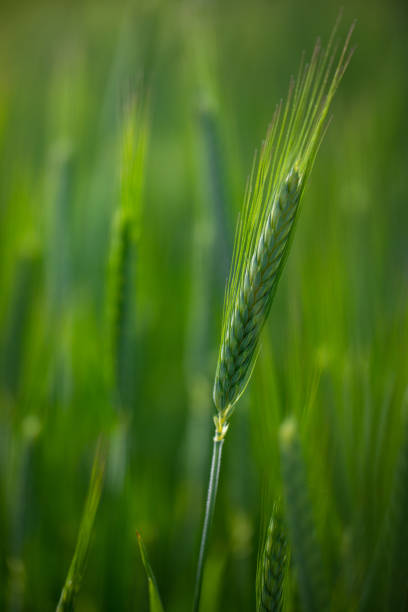 foto de estoque de campos de trigo verde - grain ear - fotografias e filmes do acervo