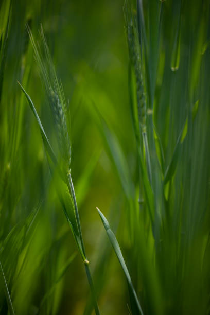 istock Green wheat fields stock photo 1399789980