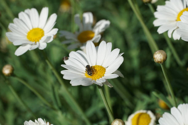 istock White daisy with a bee that collects yellow pollen powder 1399790168
