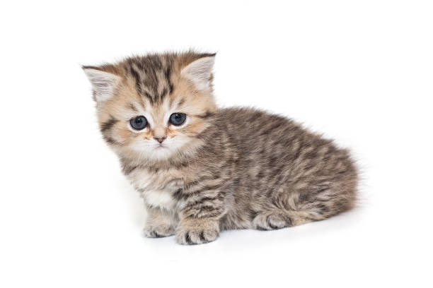 istock Scottish striped kitten with blue eyes. 1399790302