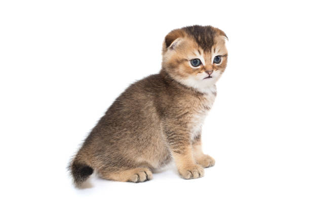 istock Scottish striped kitten with blue eyes. 1399790324