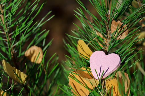 wooden heart symbol in pink color on a pine branch with needles. green branch and red heart. love for nature