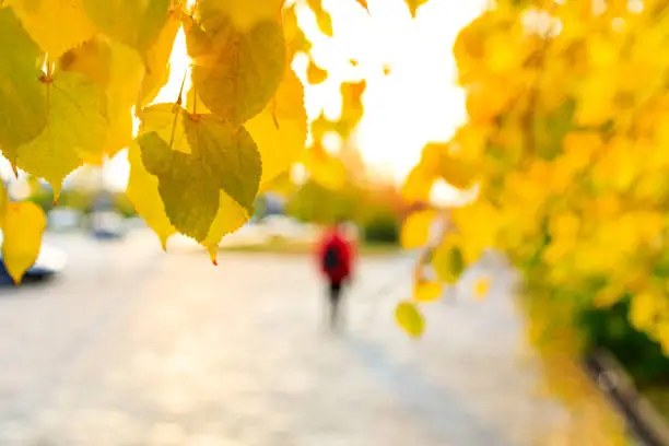 Photo of tree branches with yellow leaves in the foreground, people out of focus in the background
