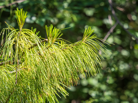 Cedar branches with long fluffy needles with a beautiful blurry background. Pinus sibirica, or Siberian pine. Pine branch with fresh shoots and long and thin needles.