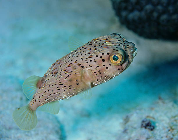 porcupinefish (diodon hystrix), o il pesce palla - porcupinefish foto e immagini stock