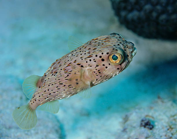 porcupinefish (diodon hystrix), ou baiacu-pinima - porcupinefish imagens e fotografias de stock