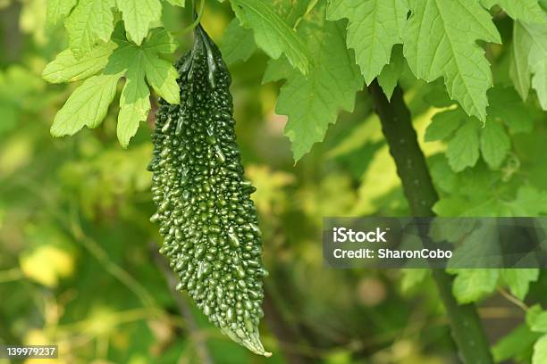 Photo libre de droit de Margose banque d'images et plus d'images libres de droit de Légume - Légume, Bizarre, Concombre