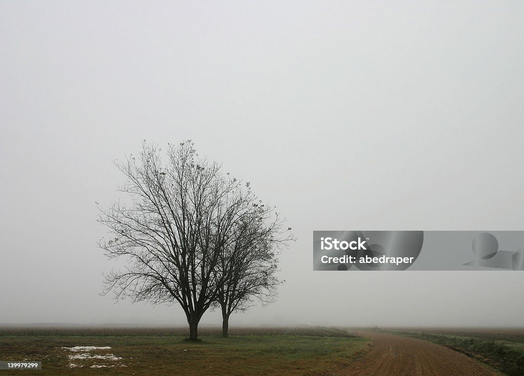foggy trees trees in front of deep fog Mississippi River Stock Photo