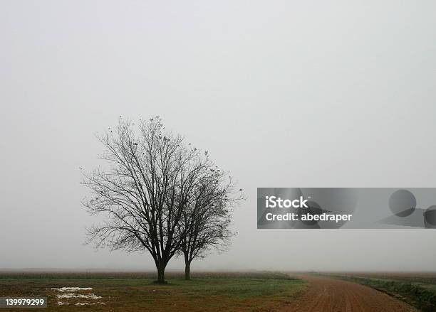 Foggy Trees Stock Photo - Download Image Now - Mississippi River, Delta, Spooky