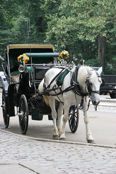 istock horse and carriage 139979347