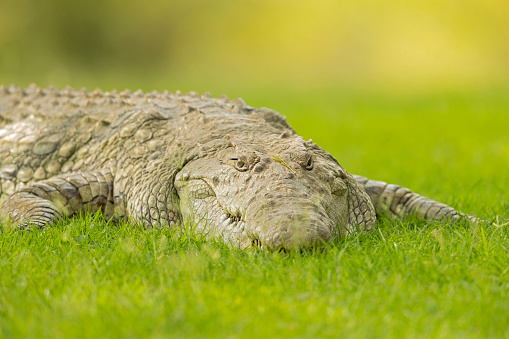 A dangerous looking crocodile laying resting in the grass in the daytime.