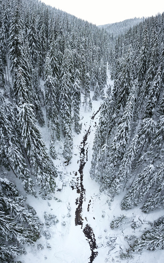Aerial vertical panorama of a frozen mountain stream flowing through a snowed spruce forest. Winter Season, Carpathia, Romania.