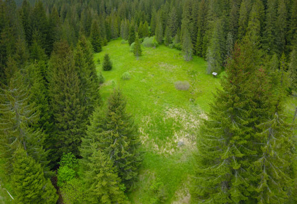 グリーンパスチュア - european alps carpathian mountain range evergreen tree tree ストックフォトと画像