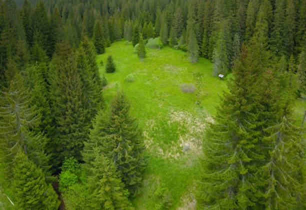 녹색 패스처 - european alps carpathian mountain range evergreen tree tree 뉴스 사진 이미지