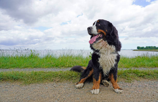 istock Bernese Mountain Dog sitting by the river 1399794854