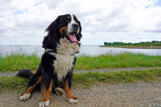 istock Bernese Mountain Dog sitting on the path near the river 1399794855