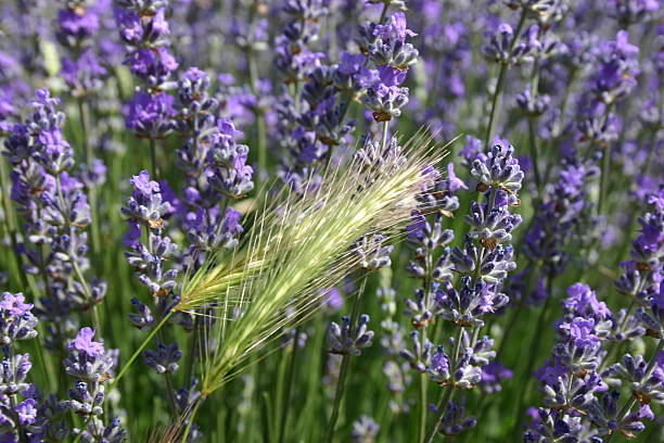 provencal inspiration stock photo