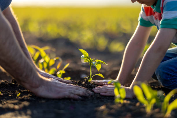 Young plant Young plant tree farm stock pictures, royalty-free photos & images