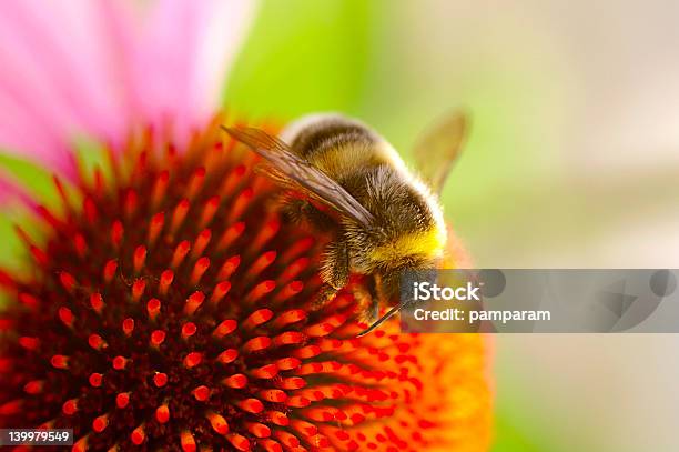 Pszczoła Na Kwiat - zdjęcia stockowe i więcej obrazów Brązowy - Brązowy, Czerwiec, Część ciała zwierzęcia