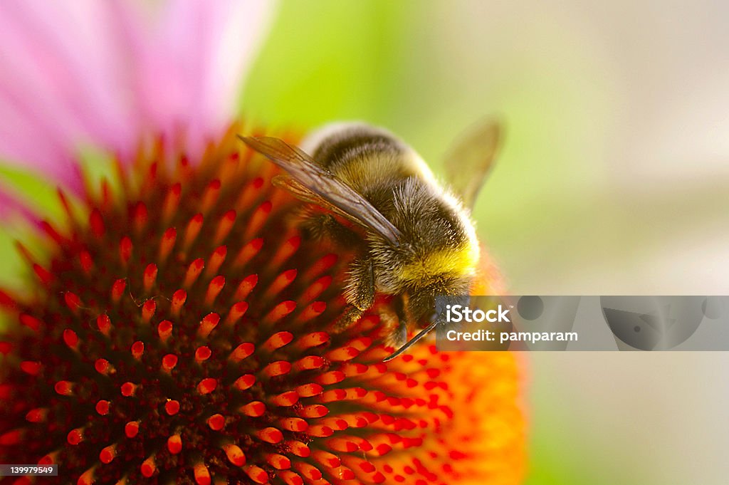 Abelha na flor - Foto de stock de Abelha royalty-free