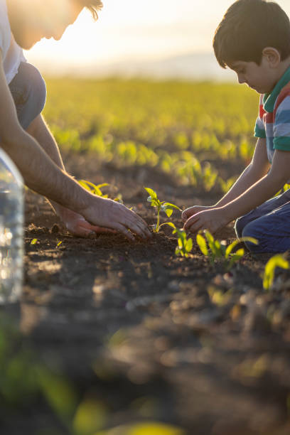 jeune plante - seed human hand wheat cereal plant photos et images de collection