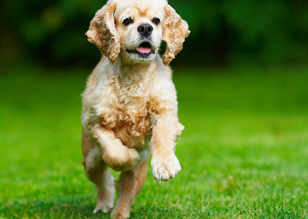 Cocker spaniel Laufen auf dem Rasen – Foto