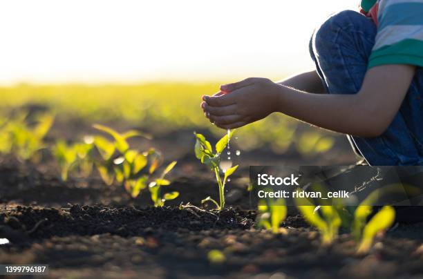 Human Hands Help Plant Seedlings In The Ground Stock Photo - Download Image Now - Hand, Plant, Concepts