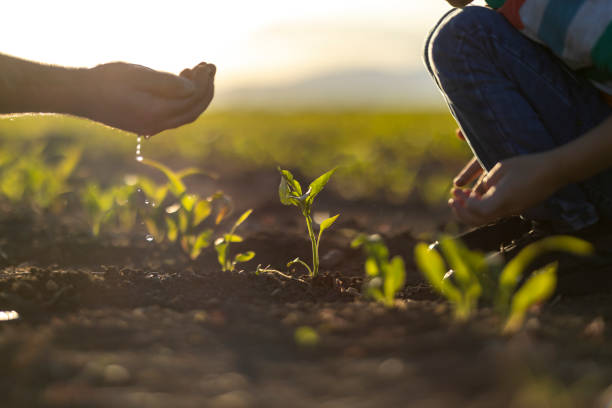 istock Human hands help plant seedlings in the ground 1399796220
