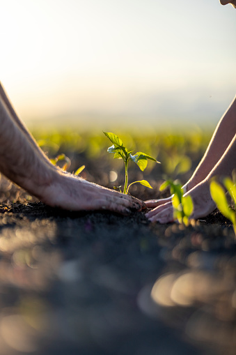Human hands help plant seedlings in the ground
