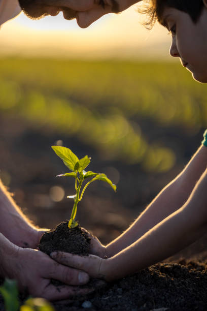 istock People hoeing the soil, hands planting green seedling 1399797014