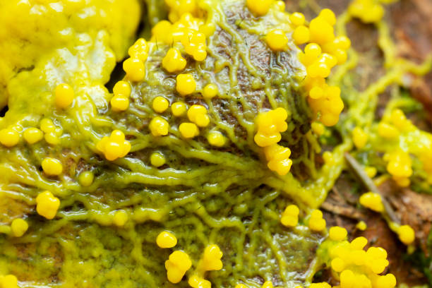Slime mold, Myxomycota growing on leaf Slime mold, Myxomycota growing on leaf, closeup photo. protozoan stock pictures, royalty-free photos & images