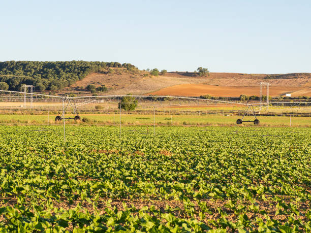 생태 분야의 센터 피벗 관개 시스템. - corn crop irrigation equipment agriculture leaf 뉴스 사진 이미지