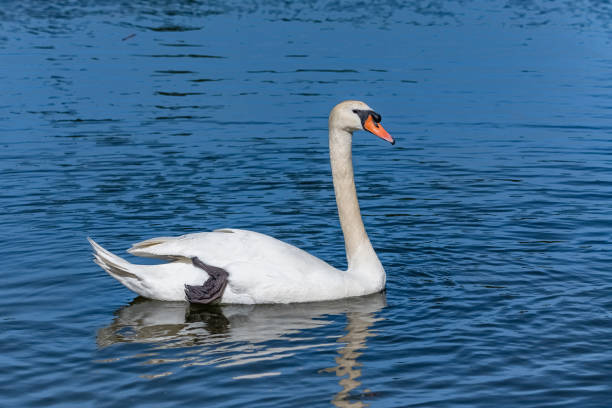 istock A white swan swimming in the lake 1399797441