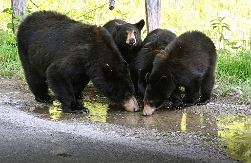 Four black bears drinking from puddle by the road.
